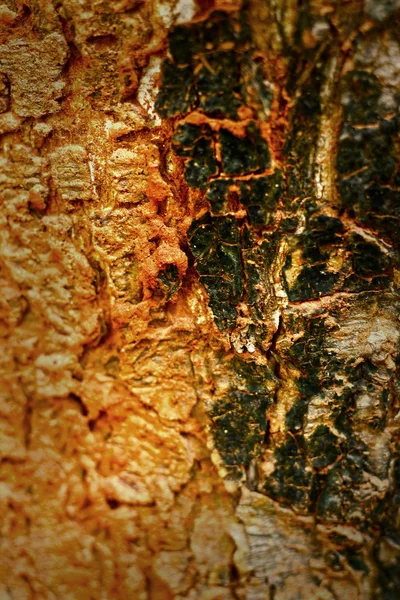Termite nests on tree — Stock Photo, Image