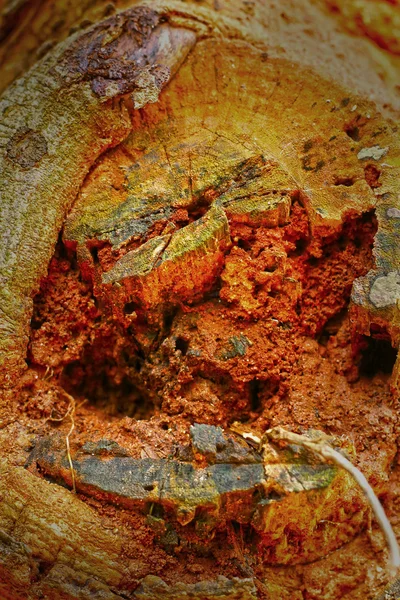 Gniazda mrówek w naturze — Zdjęcie stockowe