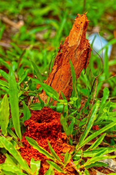 Karıncalar yuva doğa içinde — Stok fotoğraf