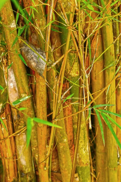 Bamboebos in de natuur — Stockfoto