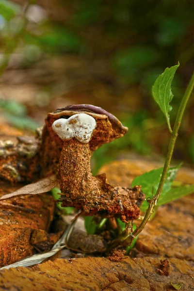 Mushrooms in the nature — Stock Photo, Image