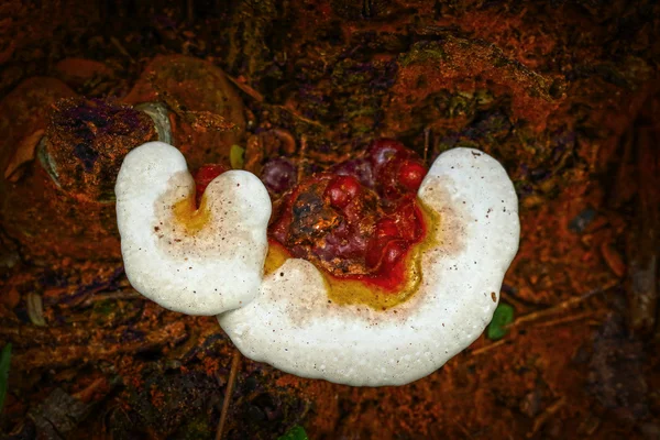 Ganoderma lucidum - ling zhi grzyb. — Zdjęcie stockowe