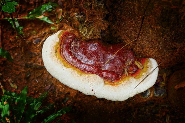 Одерма Люцидум - Лин Чжи Мушрум
.