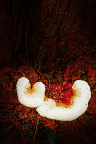 Ganoderma lucidum - ling zhi svamp. — Stockfoto