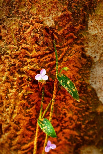 Kleine lila Blüten und Termitennester. — Stockfoto