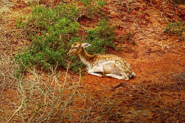 Сика-олень в природе — стоковое фото