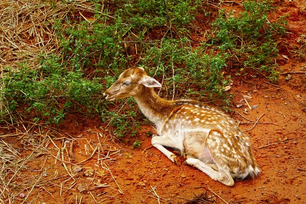 Veados sika na natureza — Fotografia de Stock