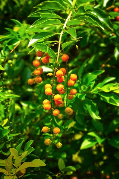 Orange flowers. — Stock Photo, Image