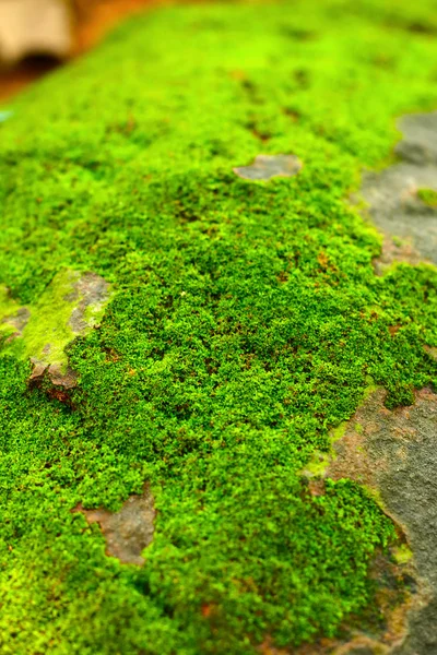 Zelený mech v přírodě. — Stock fotografie