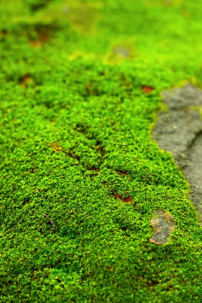 Musgo verde en la naturaleza . — Foto de Stock