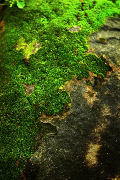Зеленый мох в природе . — стоковое фото