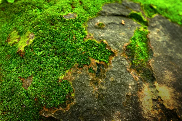 Musgo verde en la naturaleza . — Foto de Stock