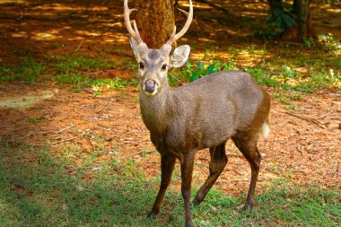 doğada Sika geyiği