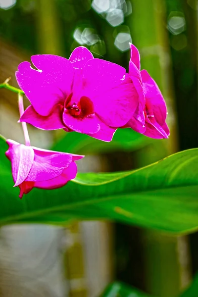 Pink orchid in nature — Stock Photo, Image