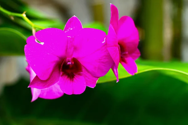 Orquídea rosa en la naturaleza —  Fotos de Stock