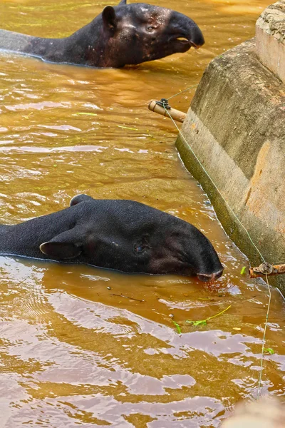 Tapir im See — Stockfoto