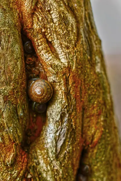 Groep van slakken kruipen op een boom — Stockfoto