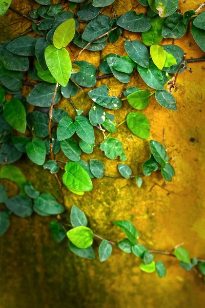 Green leaves ivy in nature. — Stock Photo, Image