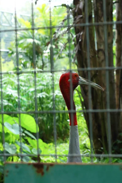 Red stork in the cage. — Stock Photo, Image