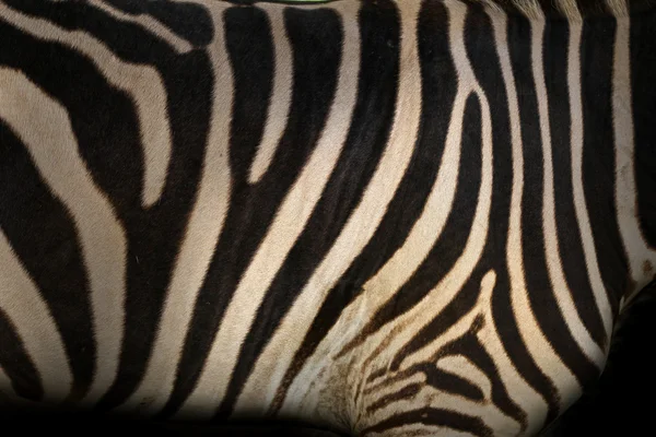 Zebra pozadí — Stock fotografie