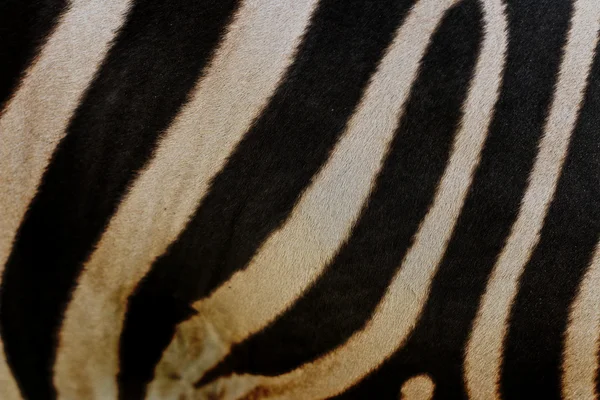 Zebra háttér — Stock Fotó