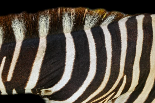 Zbliżenie zebra. — Zdjęcie stockowe