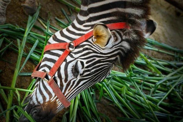 Zbliżenie zebra. — Zdjęcie stockowe