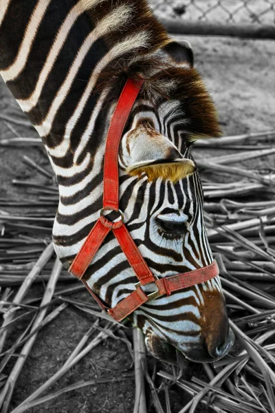 Zbliżenie zebra. — Zdjęcie stockowe
