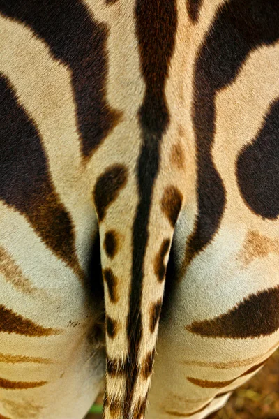 Rabo de uma zebra — Fotografia de Stock