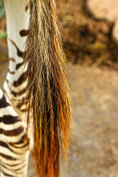 Ogon zebra — Zdjęcie stockowe