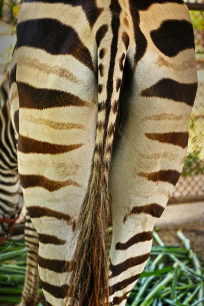 Schwanz eines Zebras — Stockfoto