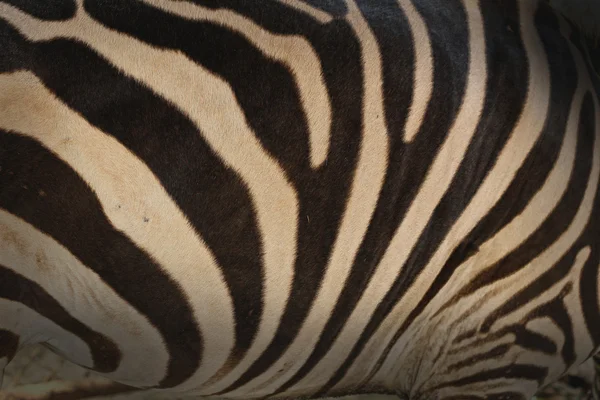 Zebra pozadí — Stock fotografie