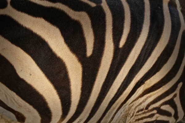 Sfondo zebra — Foto Stock