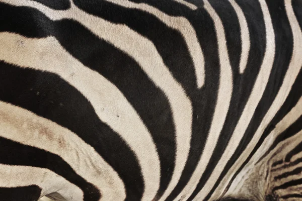 Zebra pozadí — Stock fotografie