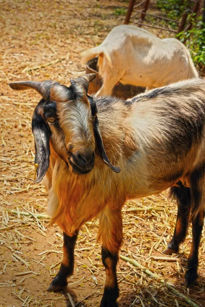 Retrato de cabras en un zoológico . — Foto de Stock