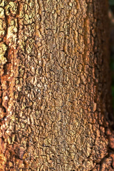 Textura de fondo de madera vieja - vintage — Foto de Stock