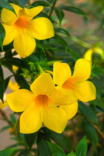 Желтый цветок - Алламанда — стоковое фото