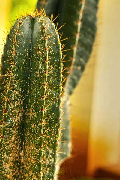 Close-up cactus in the nature — Stock Photo, Image