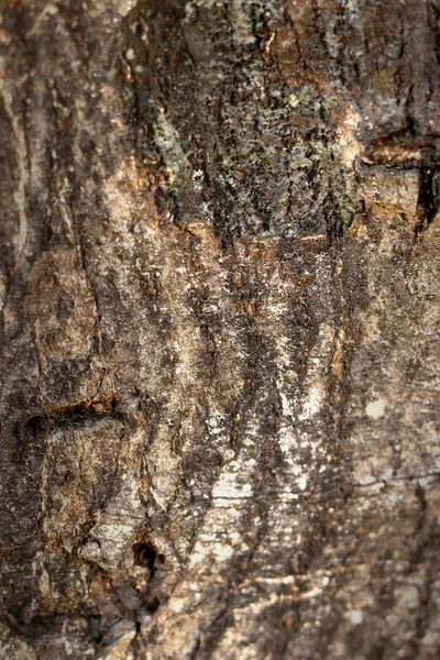 Oude hout achtergrondstructuur - vintage — Stockfoto