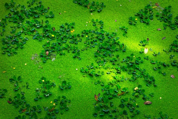 Green fern in the lake — Stock Photo, Image