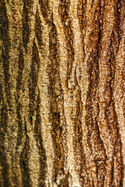Régi fa háttér textúra - vintage — Stock Fotó