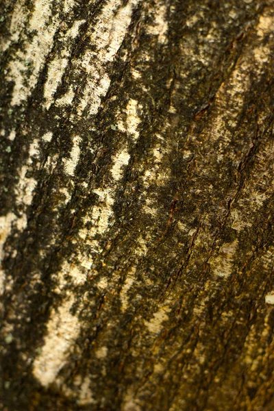 오래 된 나무 배경 텍스처-빈티지 — 스톡 사진