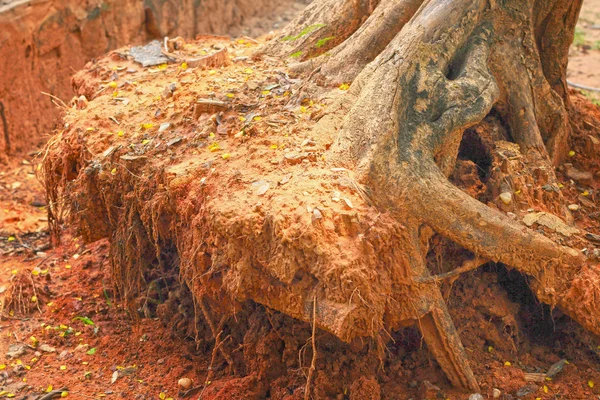 Wortel in de natuur — Stockfoto