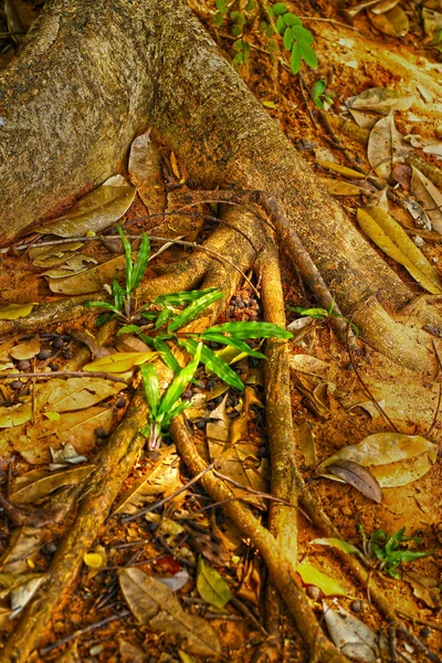 Wortel in de natuur — Stockfoto