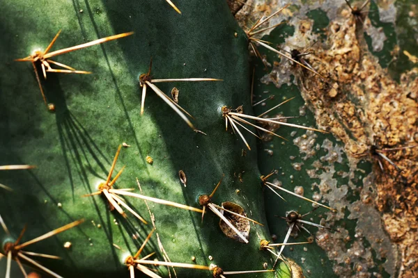 Close-up cactus in the nature — Stock Photo, Image