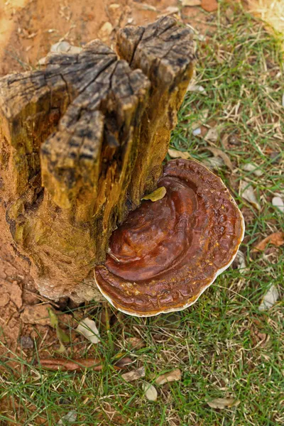 Ganoderma Lucidium - ling zhi mantar. — Stok fotoğraf