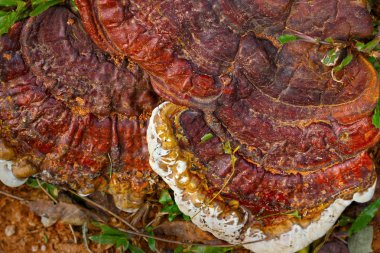 Ganoderma Lucidium - ling zhi mantar.