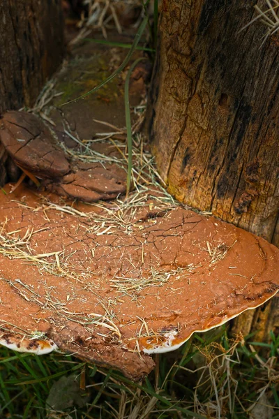 Ganoderma lucidum - ling zhi paddestoel. — Stockfoto