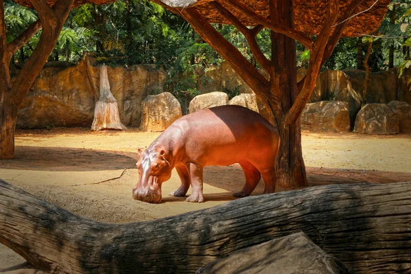 Retrato de hipopótamo na natureza — Fotografia de Stock