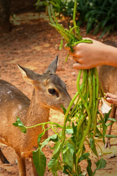 Äta gräs av sika hjortar i naturen — Stockfoto